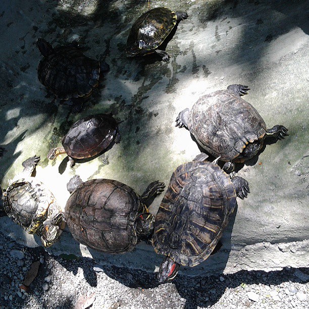 Turtles walking everywhere. You can handle them too ;)